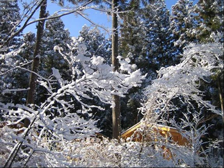木の枝に積もった雪の写真