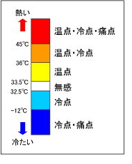 「冷点」や「温点」といった人の温度センサー　図